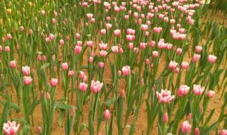 石家庄植物园门票团购