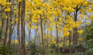 黄风铃花的花语和寓意